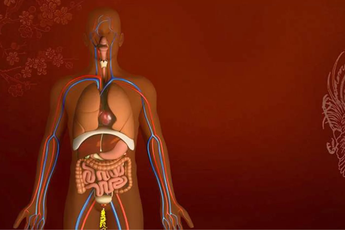 Purify the liver and blood through controlled purgation